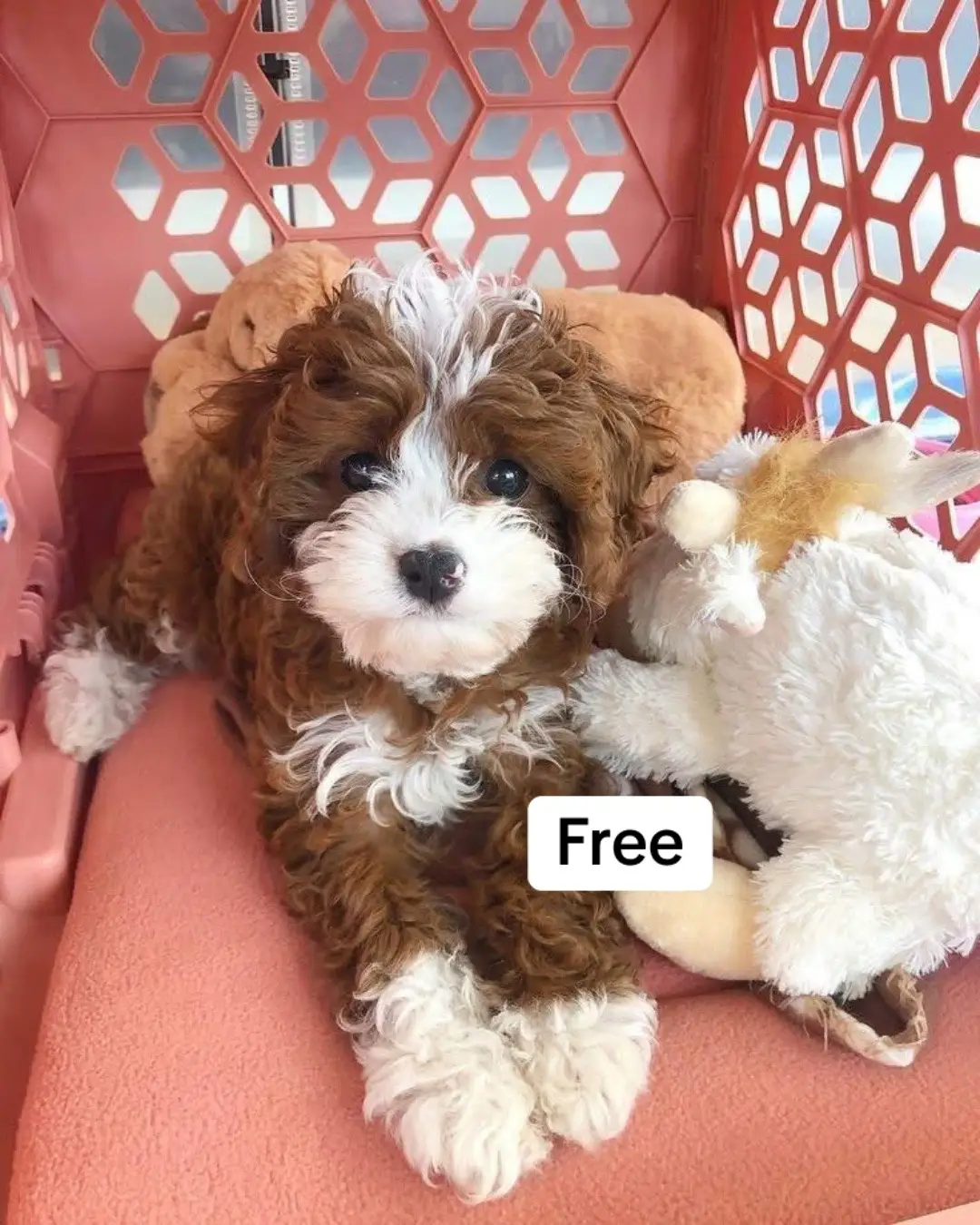 #LoveablePuppies  #PuppyCuteness  #PuppyPlaytime 