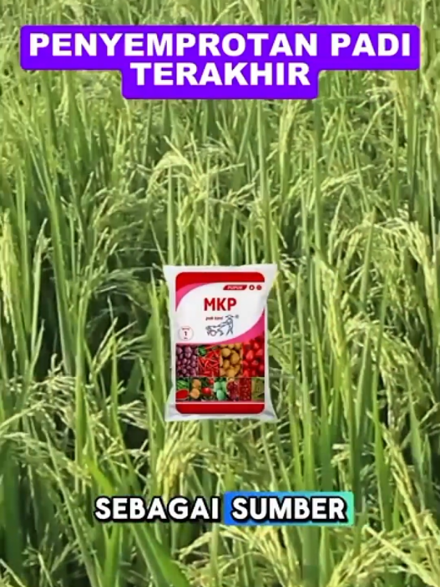 PENYEMPROTAN PADI TERAKHIR #fypシ゚ #trending #trendingtiktok #petaniindonesia🇮🇩🇮🇩🇮🇩🌿🌿 #fyppppppppppppppppppppppp 