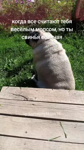 #мопс #skibidi 