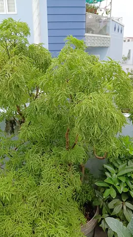 Dược liệu rẻ tiền, nhưng quý như sâm của cây đinh lăng #ngochuong72  #shopngochuong72  #chanvayshopngochuong72  #hashtag💞xuhuong 