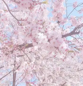 Cherry blossoms 🌸 🥹#cherryblossom #japan #flowers #fyp