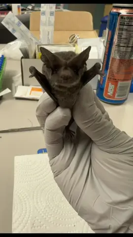 Mexican free-tails are just the sweetest gentlemen! #mexicanfreetailbats #batsoftiktok 
