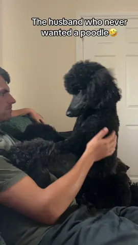 Two poodles later 🐩🙊😅 #standardpoodle #Love #poodledad #doglove #dog 