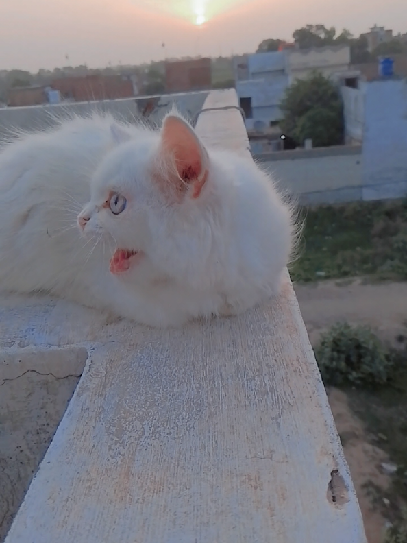 meow meow cat 😸😘 Awwww lovely kitten...#kittycat #kitten #cats #catlover #cats #following #follower #followformorevideo #like #likes #comment #reelsinstagram #reels #inspiration #instagram #artist #art #facebook #fyppppppppppppppppppppppp #fypage 