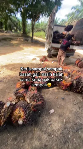 Kacau icibos #sawitontiktok #storysawit🌴🌴 #sawitriau #pemuatsawitriau #kulisawit 