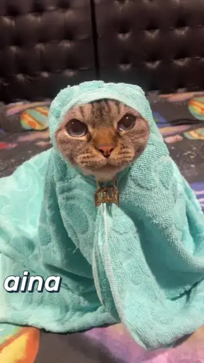 cantik2🤗🤗🤗#fyp#kucing#memekucing#memestiktok  #masukberandafyp 