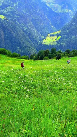 Swiss Alps🇨🇭 Follow for more ☘️🏞️. . . . #swisswilds #NatureLovers #nature #switzerland #schweiz #swiss #travel #isviçre #Hiking #Wandern #berg #kantonuri #naturelove #natureshorts #foryoupage❤️❤️ #foryou #fyp #viralvideos #viral #shortsvideo #reels #reel #explore #explorepage✨ #shorts #tiktoknature #tiktokshorts #suisse #views #Switzerland #NatureShorts #HiddenParadise #TurquoiseWater #NatureLovers #SwissViews #RelaxingNature #ScenicSpot #BeautifulDestinations #Shorts 