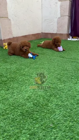 READY FOR ADOPSI!! TOY POODLE  HARGA 700.000 SUDAH VAKSIN DAN STAMBUM BERSERTIFIKAT RESMI PERKIN Pengiriman keseluruh kota✈️ info pemesanan wa admin dibio💌 ------------------------------------ informasi⛔ 