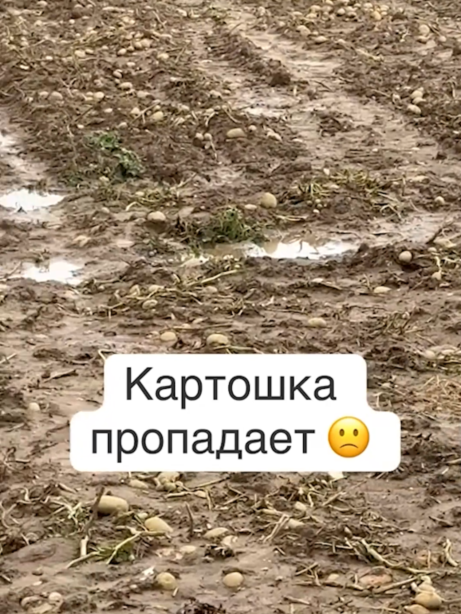 За картошку переживают в основном обычные беларусы ?  #беларусь #лукашенко #новости