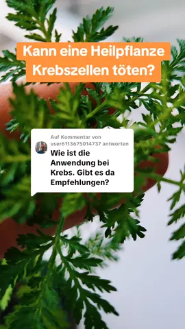 Antwort auf @user6113675014737 Artemisia annua bei Krebs? Erste Forschungsergebnisse wecken Hoffnung – doch wo stehen wir heute wirklich? 📚 Hier findest du die erwähnten Studien: 🔗 University of Washington Studie (2001) – Brustkrebszellen & Artemisinin (in vitro) 🔗 Review: Artemisinin and Cancer Treatment – Mechanisms and Potentials (2020) 🔗 Studie aus China: Artemisinin-Derivate bei Leberkrebs (2016) 📌 Wichtig: Alle Studien basieren auf Zellversuchen oder Tierversuchen – keine davon ist ein Beweis für eine klinische Wirksamkeit beim Menschen. 👉 Sprich mit deinem Arzt, bevor du begleitend etwas einnimmst. #artemisiaannua #krebsforschung #naturheilkunde #Pflanzenmedizin #naturheilmittel #hausmittel #immunsystem #EinjährigerBeifuß 