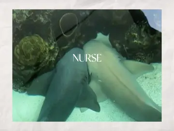 #CapCut #nurseshark #edit #fyp #fyppp #shark #sharks comment what ocean creature you would like to see next!!! 🤍🦈