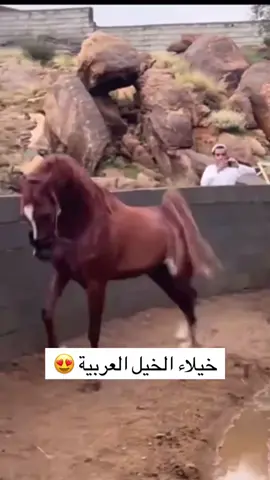 #خيل_وخياله🐎 