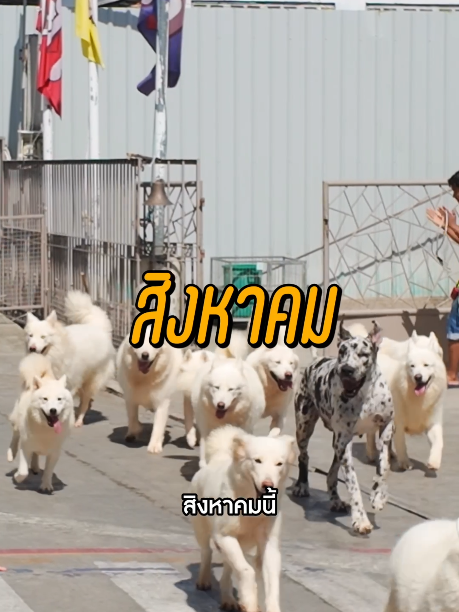 สิงหาคมนี้ Dog Country มีโปร✨ ลดราคาค่าเข้าทุกโซนจาก 300 เหลือเพียง 150++ เท่านั้น เพียงกดรีโพสนี้ หรือแชร์โพสโปรโมชั่นในช่องทางอื่น ๆ ก็รับสิทธิไปได้เลย โปรมีตั้งแต่วันนี้ - 31 สิงหาคมนี้เท่านั้น #dog #dogcountrycafe #tiktokสัตว์เลี้ยง #คาเฟ่หมา #tiktokท่องเที่ยว #คาเฟ่ #Tiktok #TikTokคาเฟ่ #tiktokไทยแลน์🇹🇭 #พุทธมณฑลสาย2 #กรุงเทพมหานคร #dogs #คาเฟ่ฝั่งธน #ฝั่งธน #กรุงเทพ #เทรนด์วันนี้tiktok