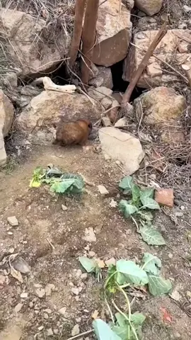 Rescue poor puppy . #rescue #animals #puppy #fyp 