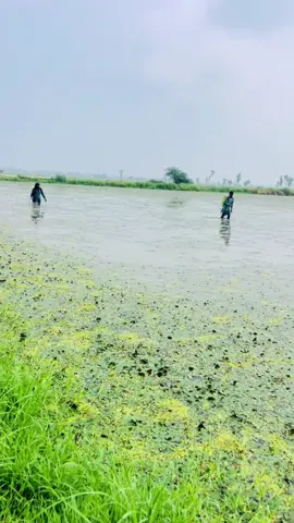 Din di mahnat check kr loo…🥵#fypシ #foryoupage❤️❤️ #viral #زمیندار👳🏻‍♂️🌾 #farmer @زبیر راجپوت @🅰...🦅....🅱..❣️ @Haq badshah @̶D̶E̶A̶D̶L̶Y ̶̶E̶̶Y̶̶E̶̶S 👀🌺 @Malik Usman 