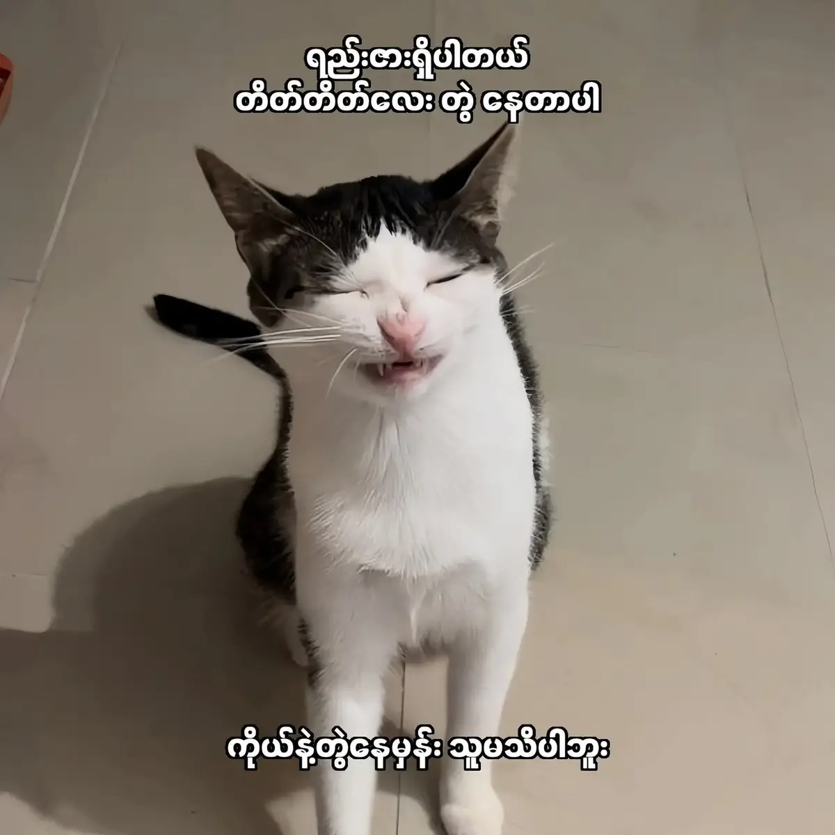 #ချစ်စရာကောင်းတာတစ်ခုပြမယ်🥺🎀 #ချစ်စရာလေးမလား🙈 #မင်းချစ်ရင်မင်းကောင်လေးပဲ🤘🤭✨ #မြင်ပါများပီးချစ်ကျွမ်းဝင်အောင်လို့🥰🤭 #viewsတွေးရှယ်ကြ😫😞😭 #fypppppppppppppppppppp #ဒီတစ်ပုဒ်တော့fypပေါ်ရောက်ချင်တယ် 