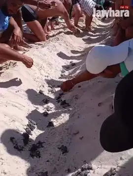 Un événement exceptionnel a eu lieu récemment sur une plage d’hôtel dans la zone touristique de Kantaoui, à Sousse, en Tunisie. Environ 132 bébés tortues marines ont réussi à regagner la mer après avoir éclos d’un nid contenant initialement 140 œufs. Cet événement rare a été confirmé par Olfa Chaïeb, chercheuse à l’Institut national des sciences et technologies de la mer et responsable du suivi de la nidification des tortues marines dans le pays. La majorité des petites tortues a pu rejoindre la mer naturellement et en plusieurs vagues, tandis qu’un dernier groupe, resté coincé dans le nid profond d’environ 50cm, a été secouru avec succès. Ce phénomène met en avant l’importance écologique des plages de la région, notamment El Maâden, Esselloum, Chatt Meriem, Kantaoui et Hergla, qui sont des zones reconnues de pondaison pour les tortues marines en Tunisie. Les tortues marines choisissent généralement pour pondre des plages calmes, propres et dotées d’un sable de bonne qualité, principalement entre mai et juillet. L’éclosion, avec un taux de réussite remarquable, témoigne à la fois de la richesse de la biodiversité locale et de la nécessité de préserver ces milieux naturels pour soutenir la reproduction de ces espèces menacées. #تونس #tunisia #kantaoui #tortue #marine #mer #wwf #plage #fyp #pourtoii 