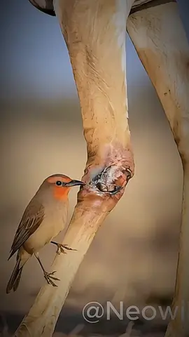 #frog 🙀😮😮😮#ai #monkey #animals #veo3 #foryou #fyp #grow #tiger #birds #elephant #hors #panda #cow  #lion #goat #rhinoceros #crocodile #dog #rat #cat #cucumber #pregnancy #gorilla #eagles #baby #snak #zoun #wolf #parrot #puppy #poor #rain #deer 