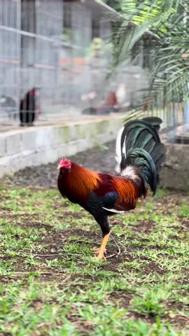 F1 bmw mark limbizkit #mudsfarmbali  #gamefarm #mudsgamefarm #peternakmuda #mudsfarm #farm #farmbali 