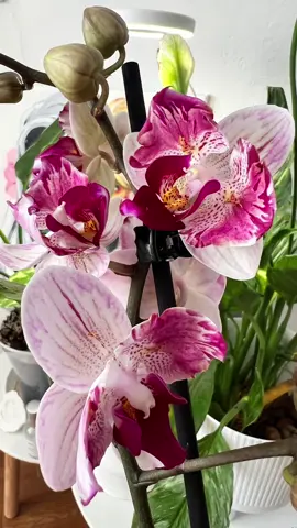 Знайомтесь — Phalaenopsis Crazy Daisy 🦋 Колекційна «метелик», кожна квітка якої — наче витвір мистецтва. ⠀ Я побачила її випадково й одразу зрозуміла: вона має бути зі мною. Таке відчуття, ніби вона жива… ⠀ 💬 А ви колись закохувались у рослину з першого погляду? Розкажіть, що це була за красуня 🌸👇 #орхідея #crazydaisy #розпаковкарослин #planttiktok #колекціярослин #phalaenopsis #орхідеяметелик 
