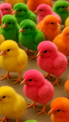 Chicks Chirping #chicks #cute #fyp #foryoupage #foryou 
