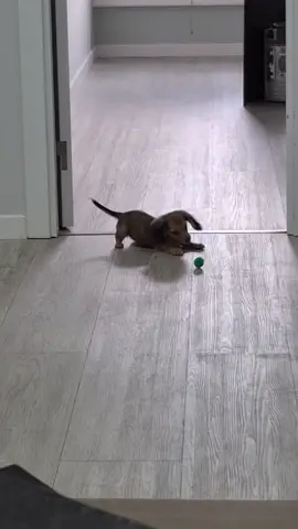 Muitos saltinhos atrás da minha nova bola 🤭 #dashund #dashundpuppy #puppy #salsicha #salsichapelolongo #longhaireddachshund #longhairedminidachshund #kaninchendachshund #teckel #teckelpuppy #caosalsicha #dog #shadedcreampuppy #shadedcreamdachshund #filhotesalsicha 