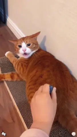 Play with your cat 🐱🥰🤣#funny #cute #pet #cat #catsoftiktok #kitty #foryou #funnycat #fyp 