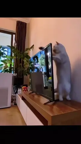 POV:You Own a Cat… and Nothing Is Safe 😼#interesting #foryou #uas #cat #cute #usaus #funnyvideos #funny #catsoftiktok 