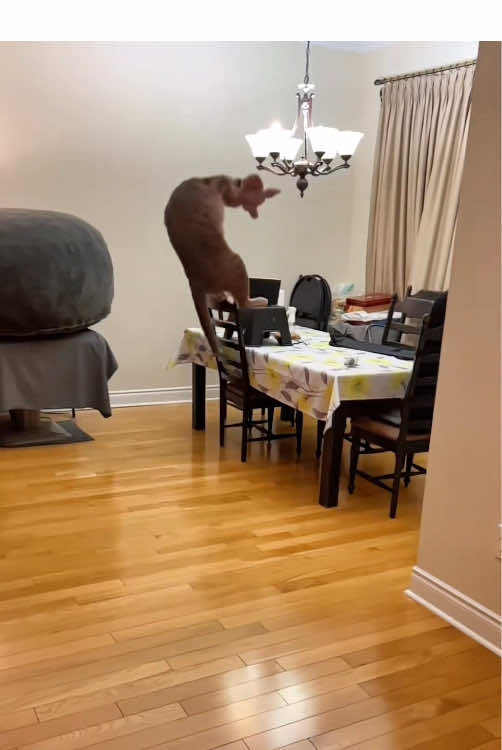 A cat can catch anything you throw at it.