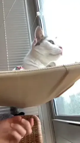 OP-OP-OP  EHHHHHH🫨#fyp #funny #cat #funnyvideos #funnyanimals #foryou 