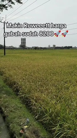 makin menjadi jadi harga gabah saat ini, tidak akan bisa menjangkau HET pemerintah