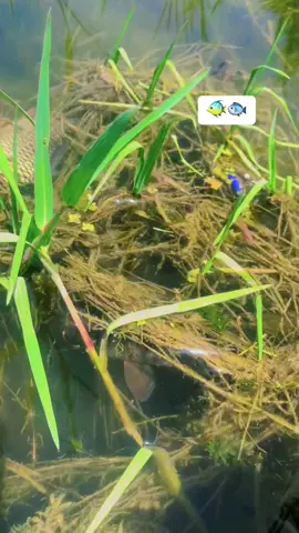 🛶🛶🛶🛶🛶🐠🐠🐠🐠
