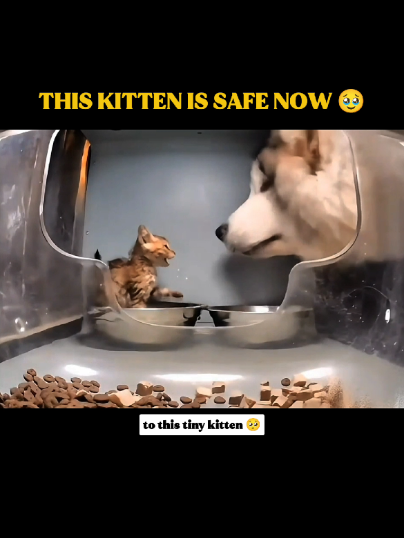 TRIGGER WARNING!!! @Purrrr_Creator @purrrr_sea #purrrr #fyp #straycat #catsoftiktok 