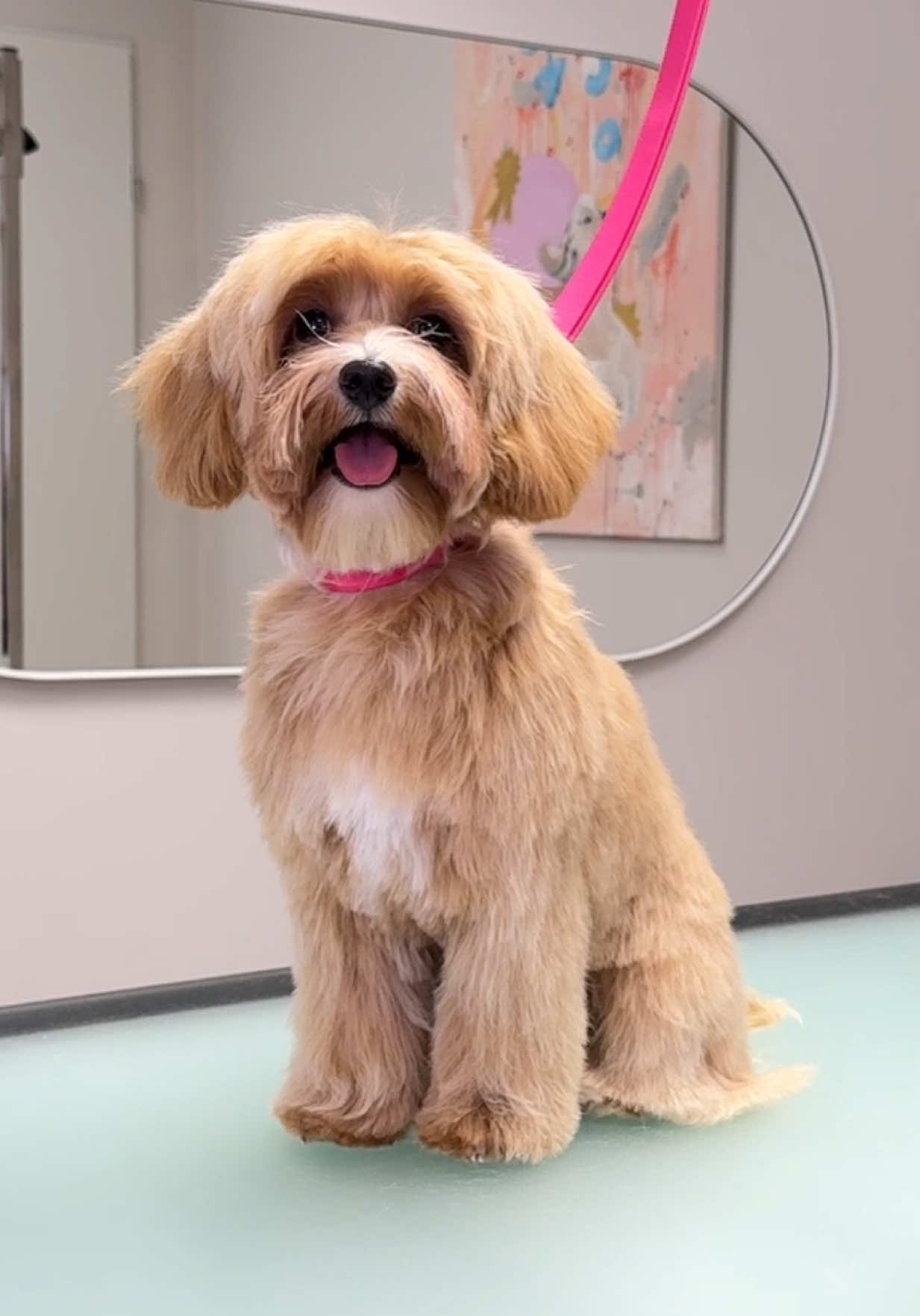 Maltipoo grooming session with this little baby girl Mocka ✂️🐾🫶🏻🐶 #maltipoo #maltipoosoftiktok #doggroomer #furryfriends #doggrooming #dogtok #dogsoftiktok #doggroominglife 