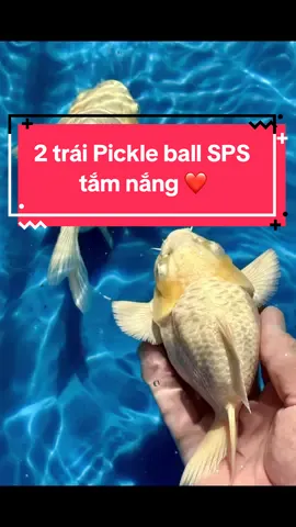 Chép sư tử đuôi cụt sps hệ vip 🥰 lâu lâu flex cặp phẩm cao cho mn xem nha 😘 #chepsutu #cachepsutu #chepsutusupershort #chepsutuphamcao #chepsutucaocap #chepsutuduoicut #chepsutudailoan #chepsututrang #q10 #saigon #xuhuong 