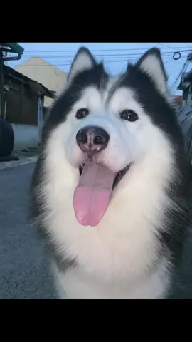sooo pogi namern 🤨🩵 #siberianhusky #fyp #f #livephoto #huskysoftiktok #cutiedoggo 