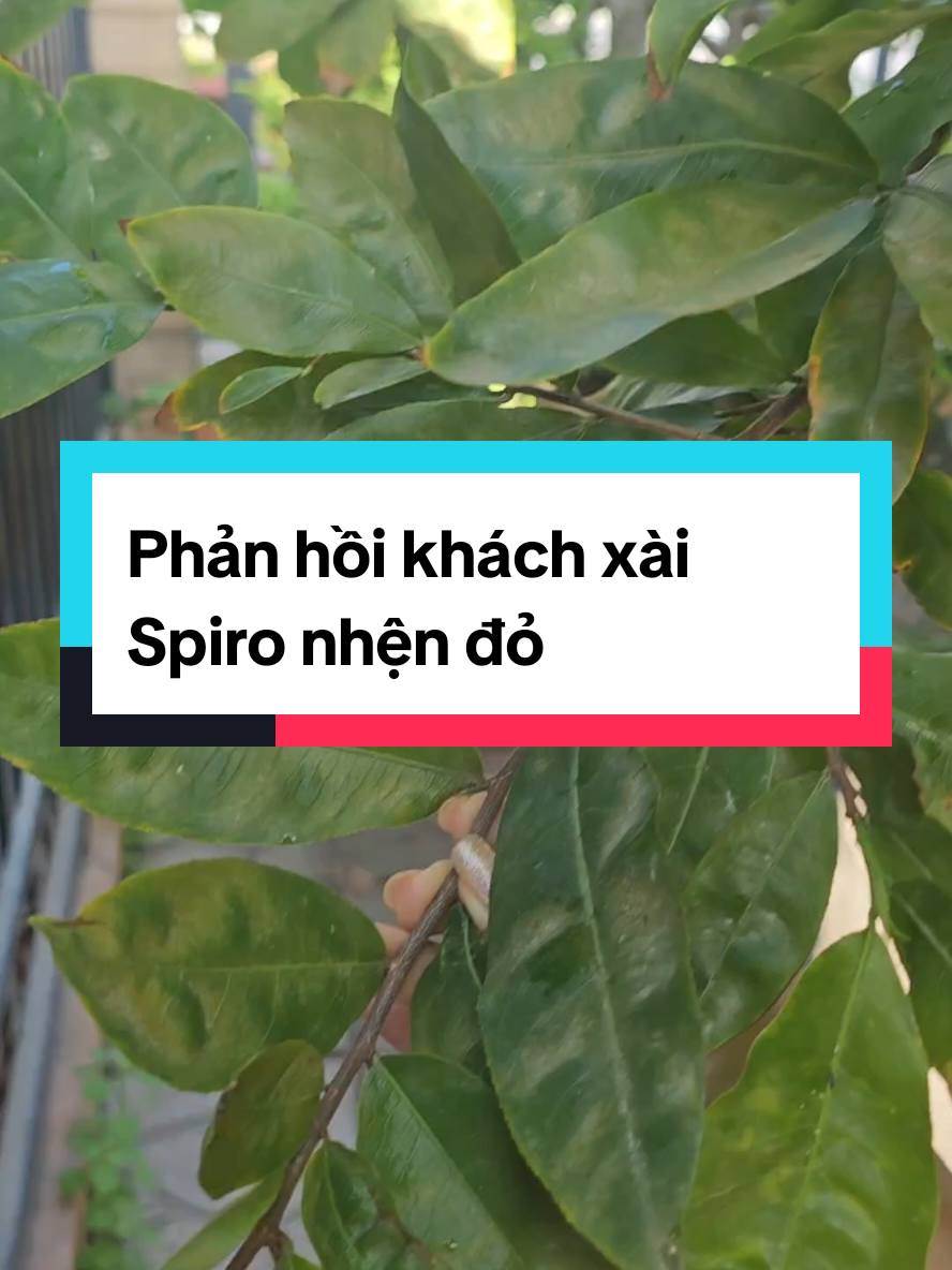 Trả lời @dybapzjqvxvo #nhệnđỏ #dưỡnglá #vậttưmaivànglýbill 
