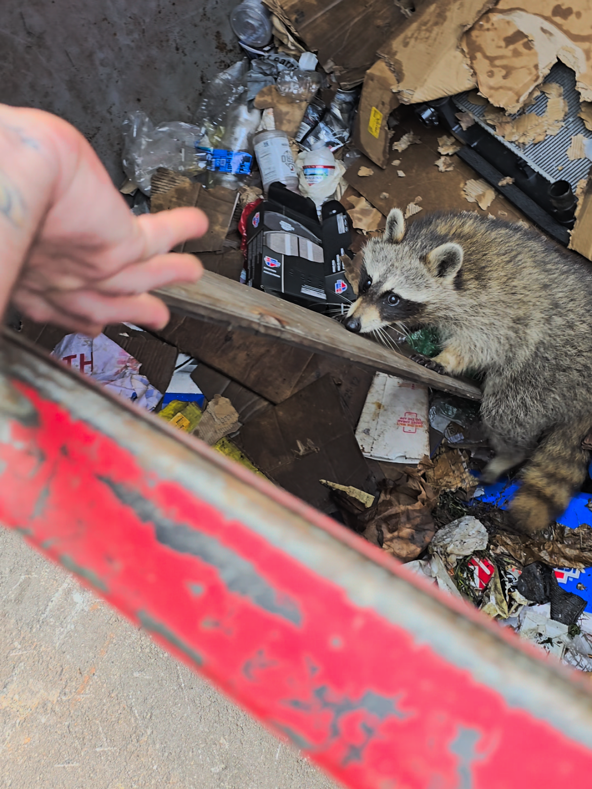 2 days in a row! only one raccoon today! #fy #foryou #viral #raccoon #raccoonsoftiktok 
