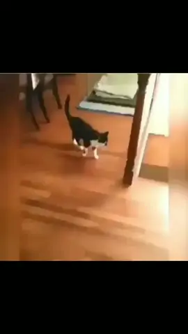 #keşfet #catsoftiktok #komik #tiktoknews #dog #shorts 