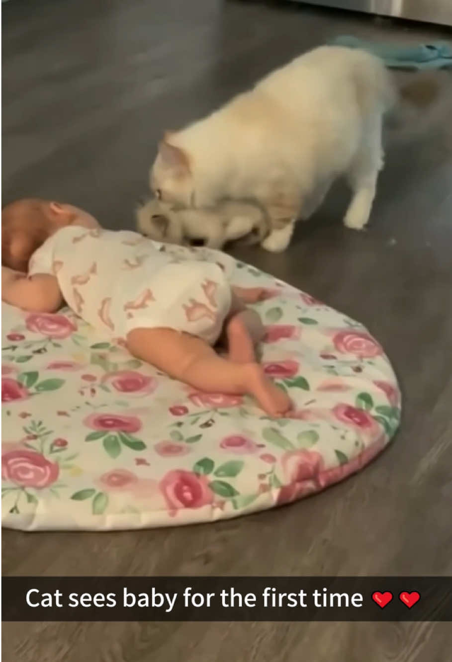 Cat sees baby for the first time ❤️❤️#lovely #catlover #Love #foryou #cat #usaus #funny #catsoftiktok 