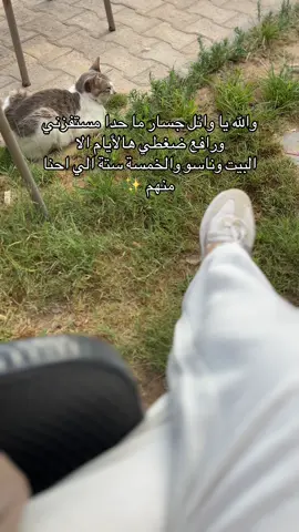 #وائل_جسار #tiktok #foryoupage #fypシ゚ #libya🇱🇾_tunis🇹🇳_algeiar🇩🇿 #explore 