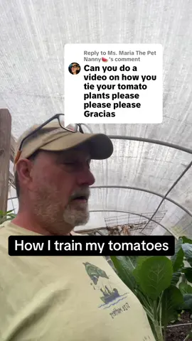 Replying to @Ms. Maria The Pet Nanny training, tomatoes#vegetablegardening #growingtomatoes #hoophousegrowing #tomato #