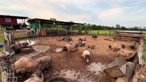 ยามเย็น 🐷#น้องหมูเด้ง #หมูแคระพ็อตเบลลี่เวียดนาม #โชติกาฟาร์มหมูแคระ #สัตว์เลี้ยงtiktok #ฟีดดดシ 