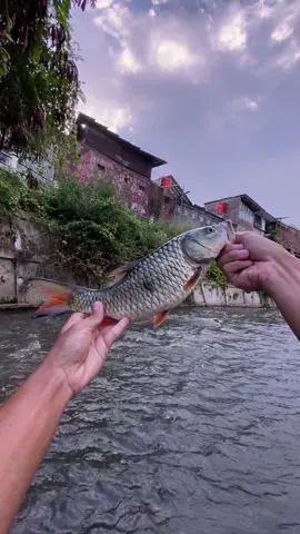 rodok panik wkwkw 🤣 #fyp #castingfishing🎣 #castinghampala #umpancasting #mancingmaniamantap🐟🎣 