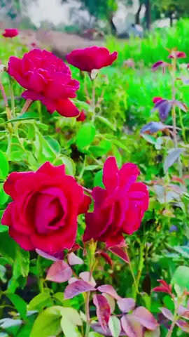 #foryou #vrial #🥰🥰🥰🥰🥰🥰🥰🥰🥰🥰🥰🥰🥰🥰