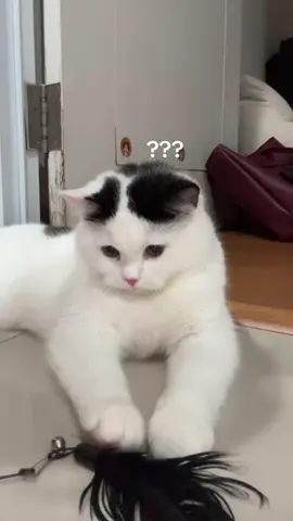 skalinya bloon, udh ga bs ditolong😭☝🏻 pipi ni kucing tersabar didunia.. cuma ngomel kl dilap pantatnya aja, sisanya biar Tuhan yg bales katanyaaa~ #fyp #catlovers #trendingtiktok #cattok #fypシ #catsoftiktok #kucingtiktoklucu #kucingtiktokfyp #bshkitten #kucingtiktok #cattokers #kucingviral #dailydose #kucingoren #munchkincat #kucinglucu 