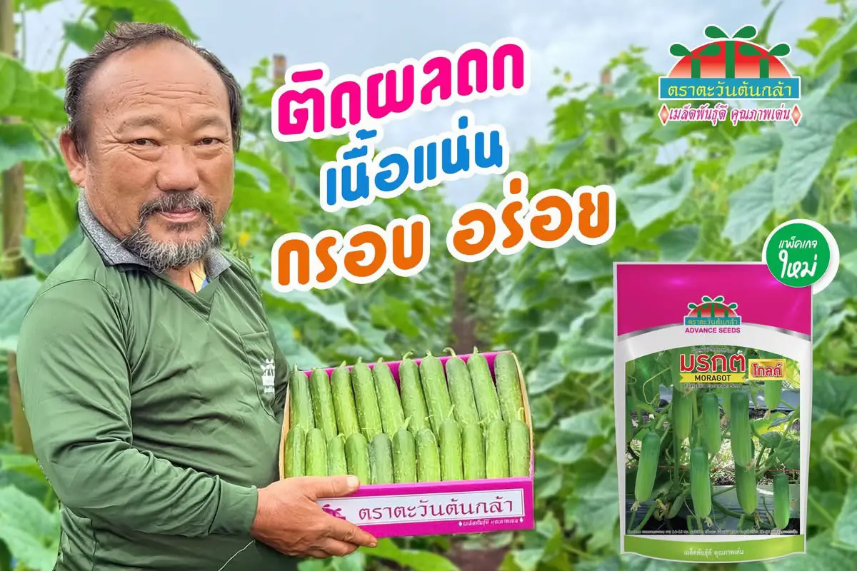 🥒✨ แตงกวามรกตโกลด์ ตราตะวันต้นกล้า ติดผลดก เนื้อแน่น  กรอบอร่อย  💚 ✅ติดผลดก ผลทรงกระบอก สีเขียวสวย ✅เนื้อแน่น ทานอร่อย ✅ผลยาว 13-15 ซม.  ✅อายุเก็บเกี่ยว 32-35 วันหลังหยอดเมล็ด เมล็ดพันธุ์แตงกวาคุณภาพดี ผลผลิตปัง ราคาดีไม่มีตก ต้องลองปลูก แตงกวามรกตโกลด์ แล้วจะรู้ว่าแตงกวาดีๆ มีอยู่จริง! 💥 #แตงกวามรกตโกลด์ #ตราตะวันต้นกล้า #แตงกวา #แตงร้าน #ผักสวนครัว #ปลูกผักสวนครัว #ปลูกผักไฮโดร    