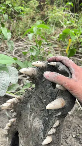 Menemukan fosil tulang tengkorak kepala buaya berukuran besar dan bertemu beberapa ekor buaya muara penghuni sungai palu.!#explore #fyp #viral 
