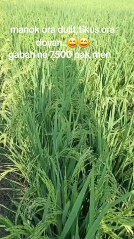 #petani indonesia#langkat sumut#