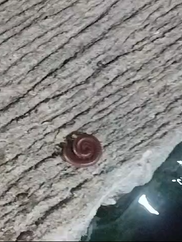 Girl from philippines crushing a worm under her heels ( follow for daily bug crushes https://www.patreon.com/BugHunters)